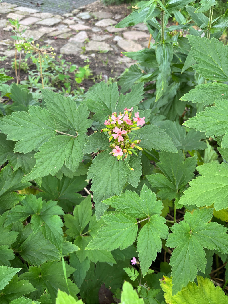 Siberische moerasspirea — Bild 1