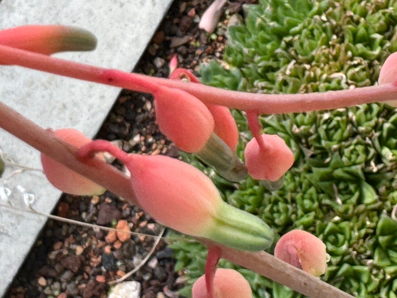 Sichelblättrige Gasterie — foto 1 van 2