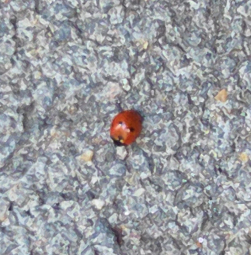 De foto toont een Lieveheersbeestje zittend op een grijs asfaltoppervlak. Het insect lijkt vrij klein door de afstand.