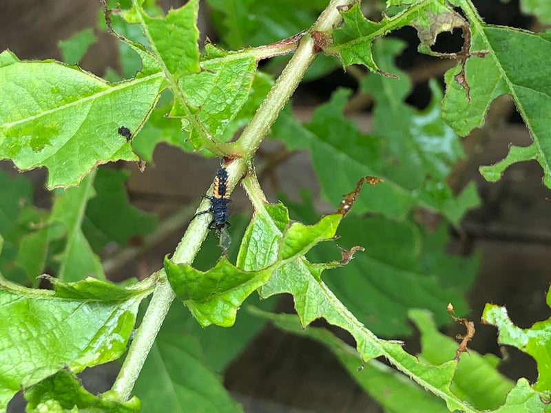 Op de afbeelding is een donkergekleurde larve van het zevenstippelig lieveheersbeestje te zien op een groene plantenstengel. De omliggende bladeren vertonen ...