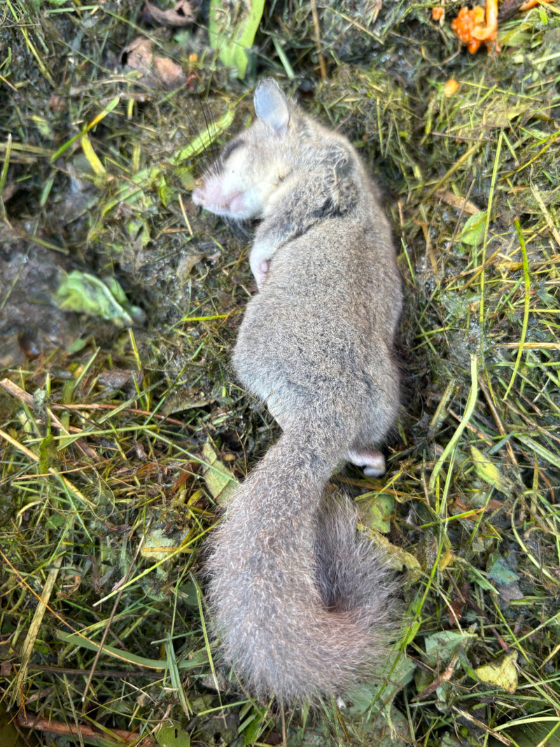 Een relmuis ligt met gesloten ogen op vochtig gras.