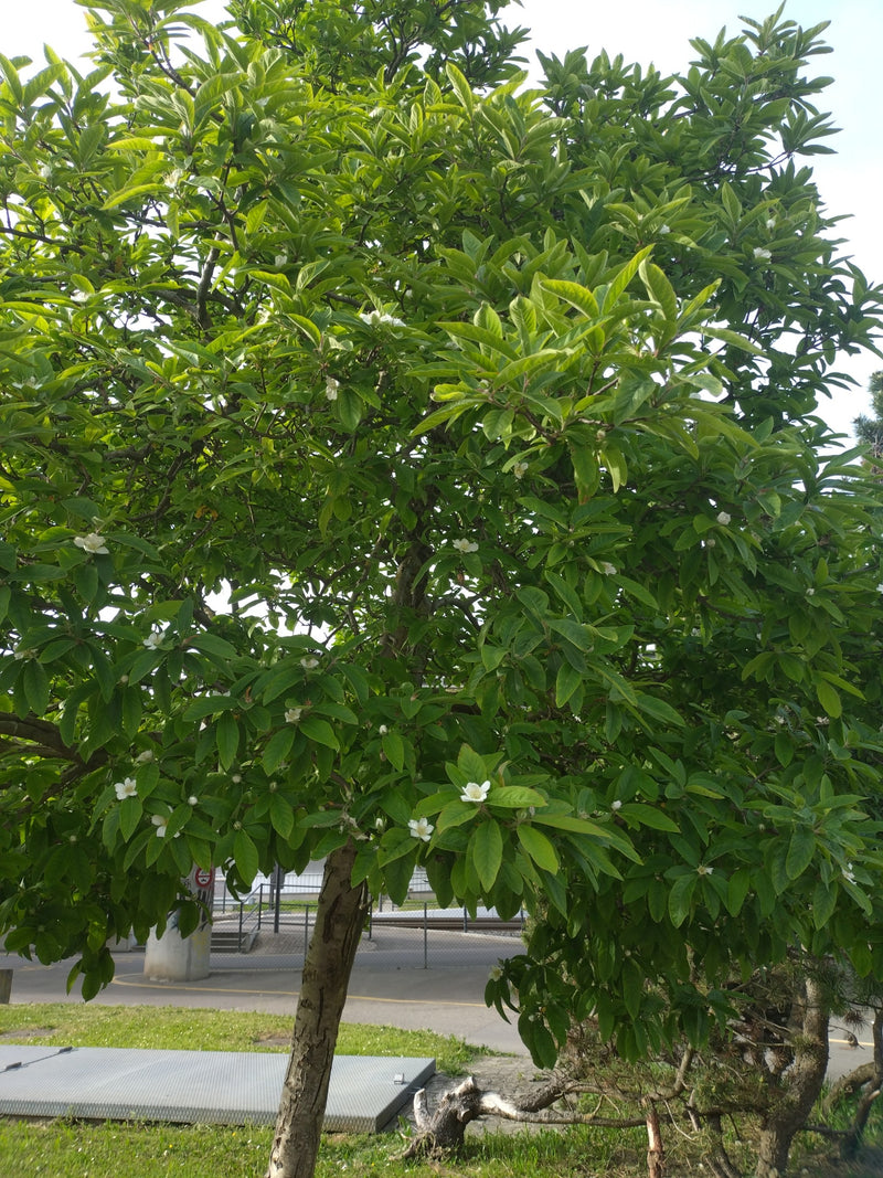 Siebold-magnolia — Bild 1