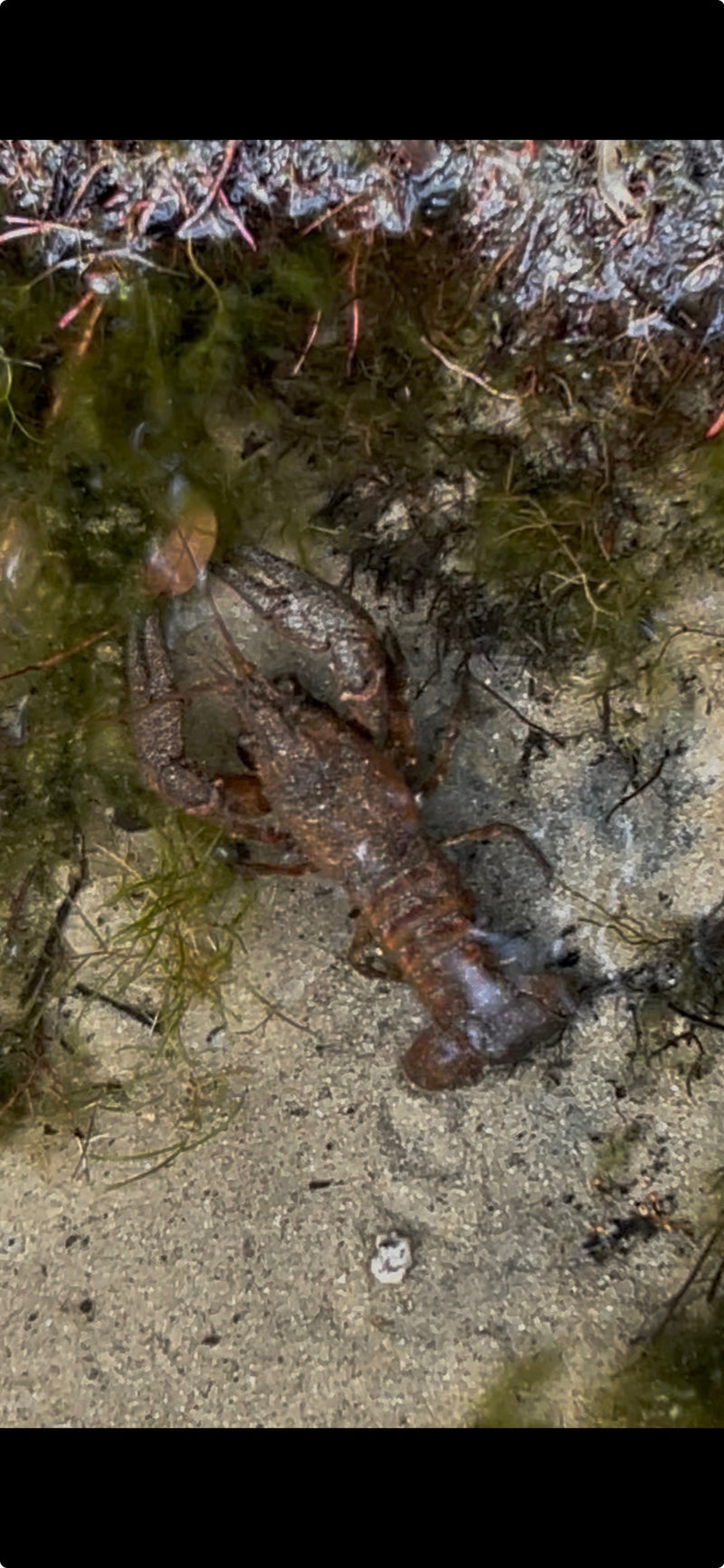 Een signaalkreeft rust op de zandige bodem van een waterlichaam nabij waterplanten.