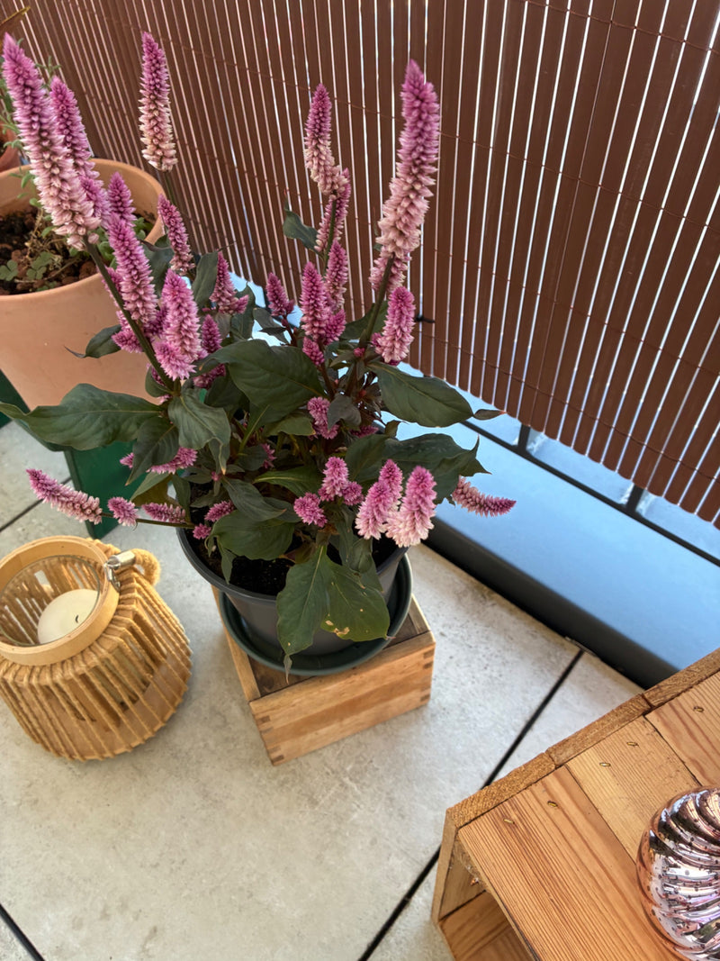 Celosia — Bild 1