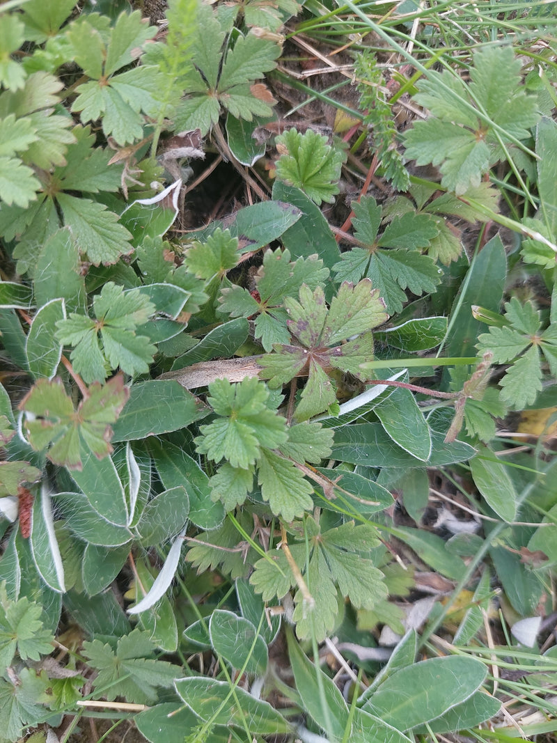 Zilveren wateraardbei — foto 1 van 2