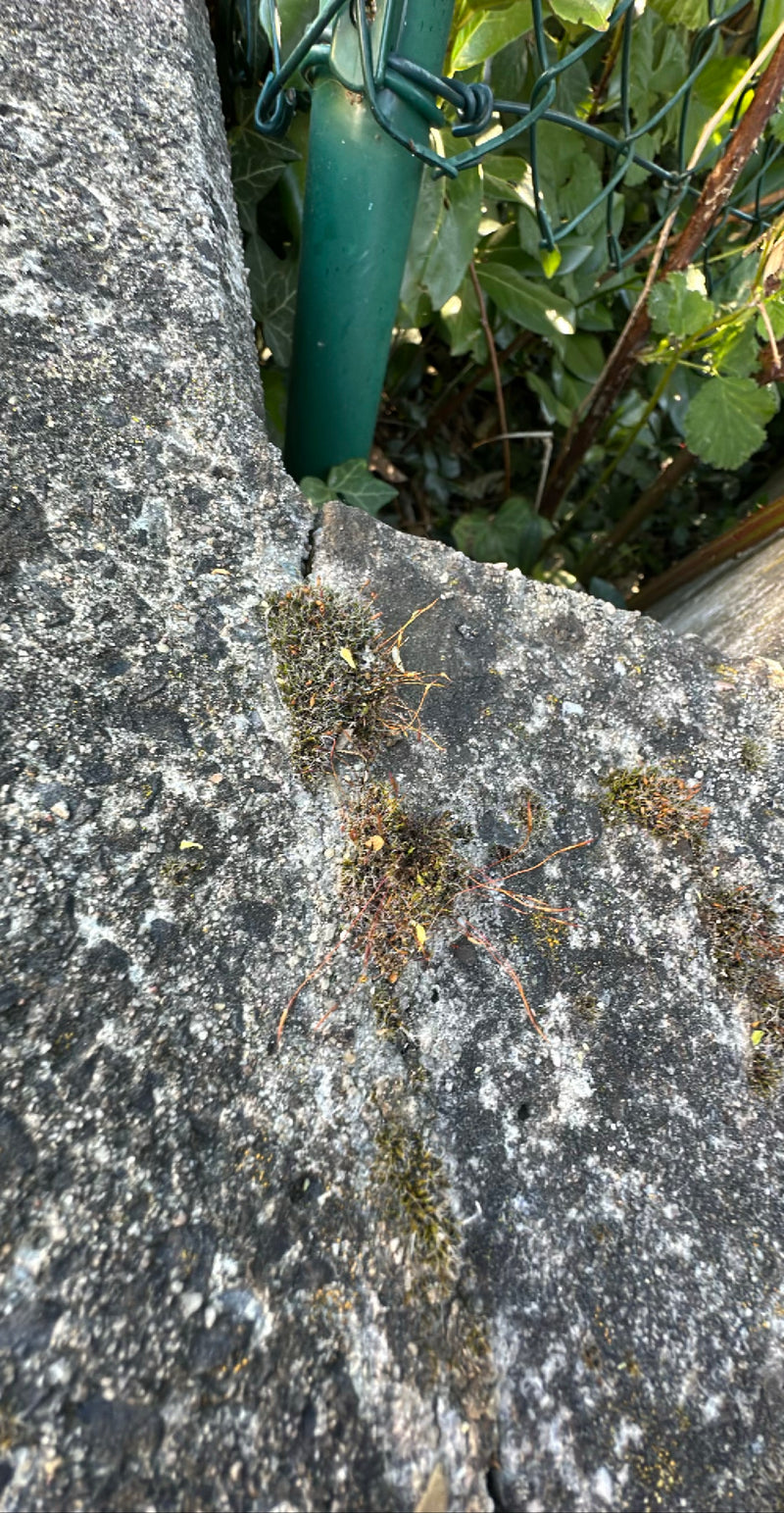 Kleine moskussens met zichtbare sporenkapsels groeien op een grijze betonnen muur. De foto toont de planten van dichtbij.