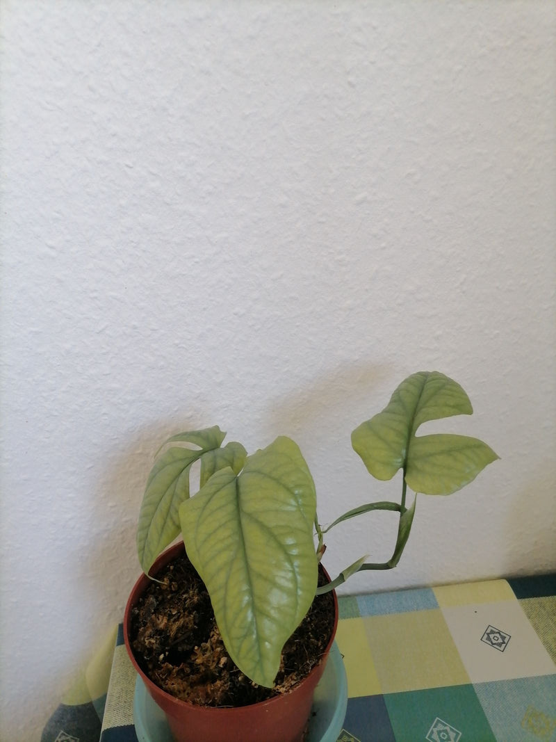 Philodendron 'Ring van Vuur' — Bild 1
