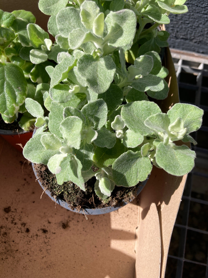 Zilveren Strobloem — Bild 1