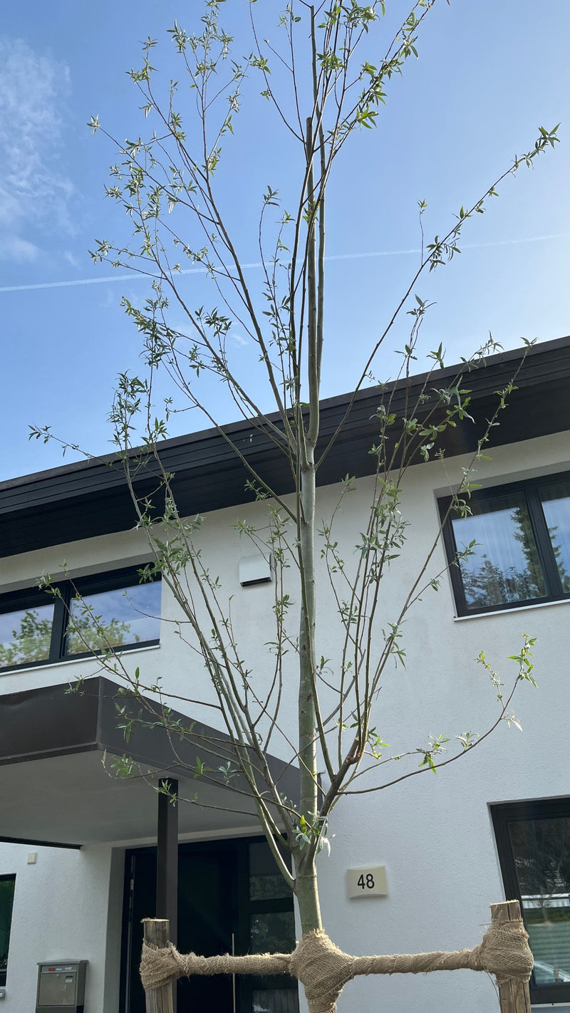 Witte wilg — Bild 2