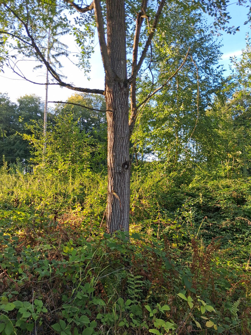 Te zien is de stam en het onderste deel van een schietwilg die groeit in een bosrijke omgeving. De boom staat omringd door lage vegetatie en struiken in het ...
