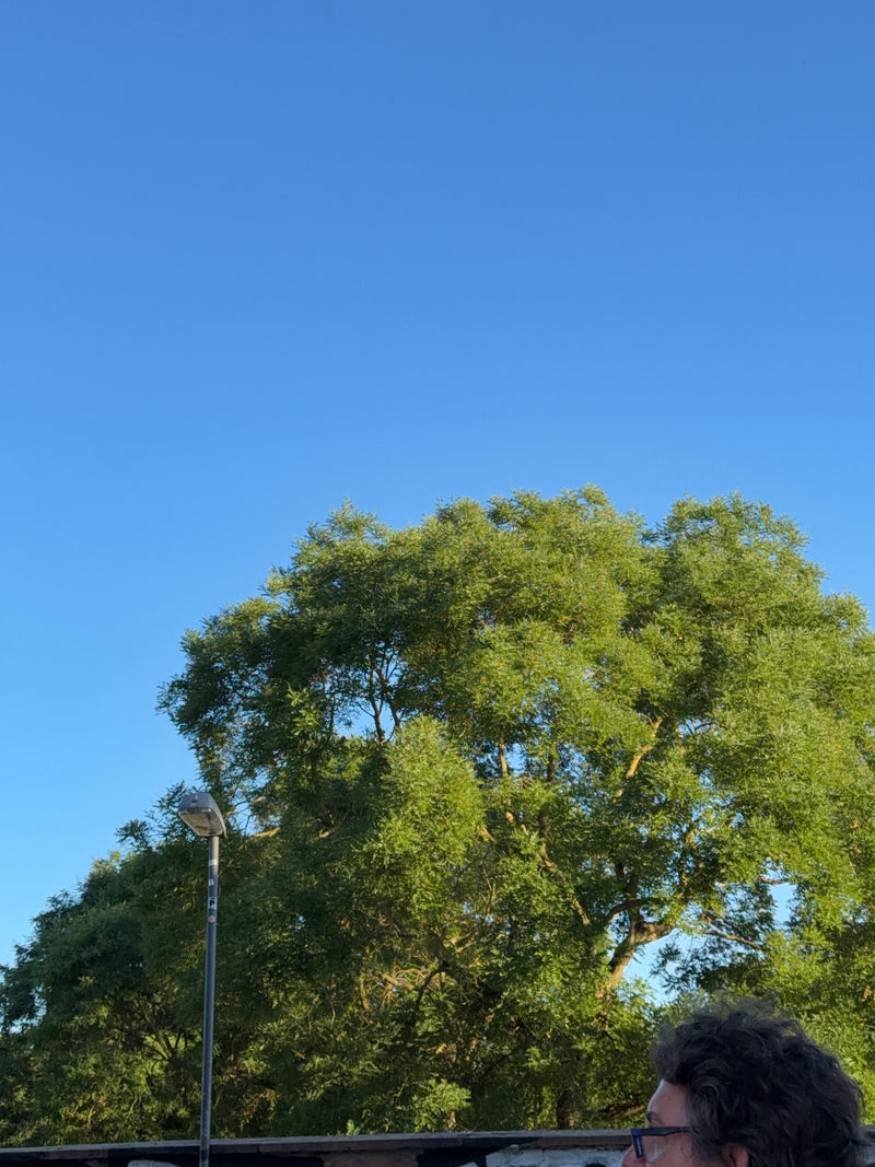 Witte wilg — Bild 3
