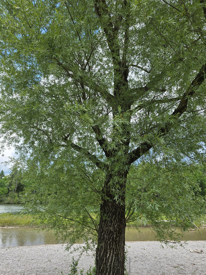 Witte wilg — Bild 1