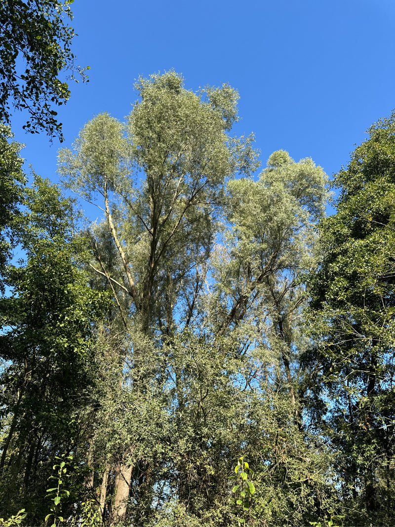 Witte wilg — foto 1 van 25