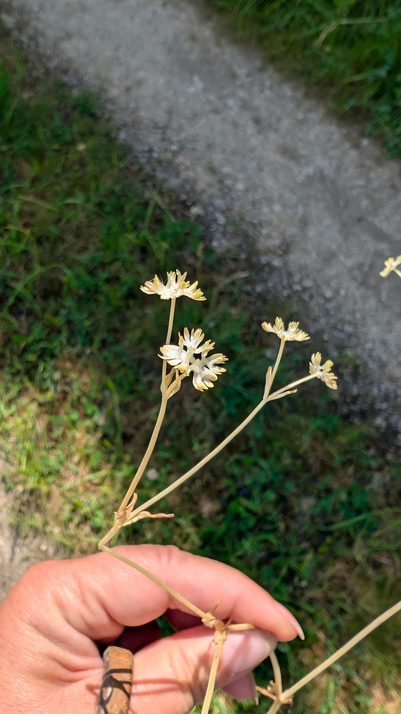 Silberdistel — Bild 1