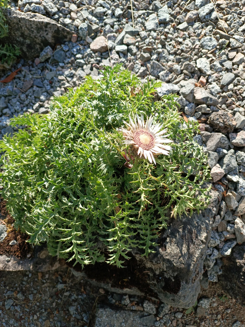 Zilveren distel — foto 1 van 4