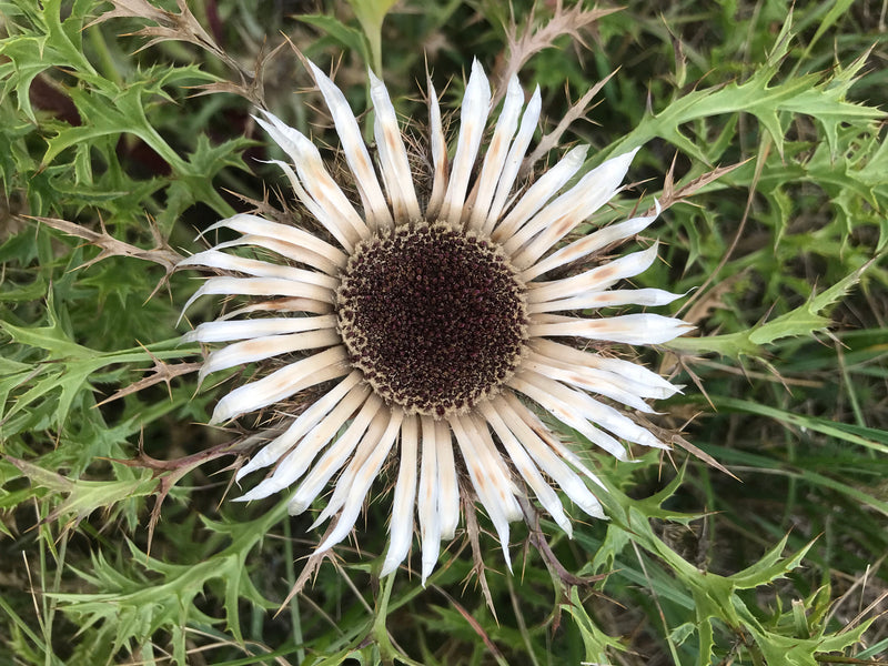 Zilveren distel — foto 3 van 4