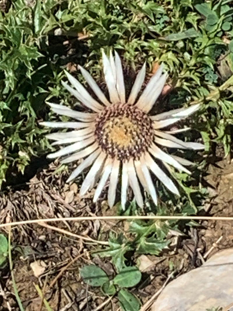 Zilveren distel — foto 2 van 4