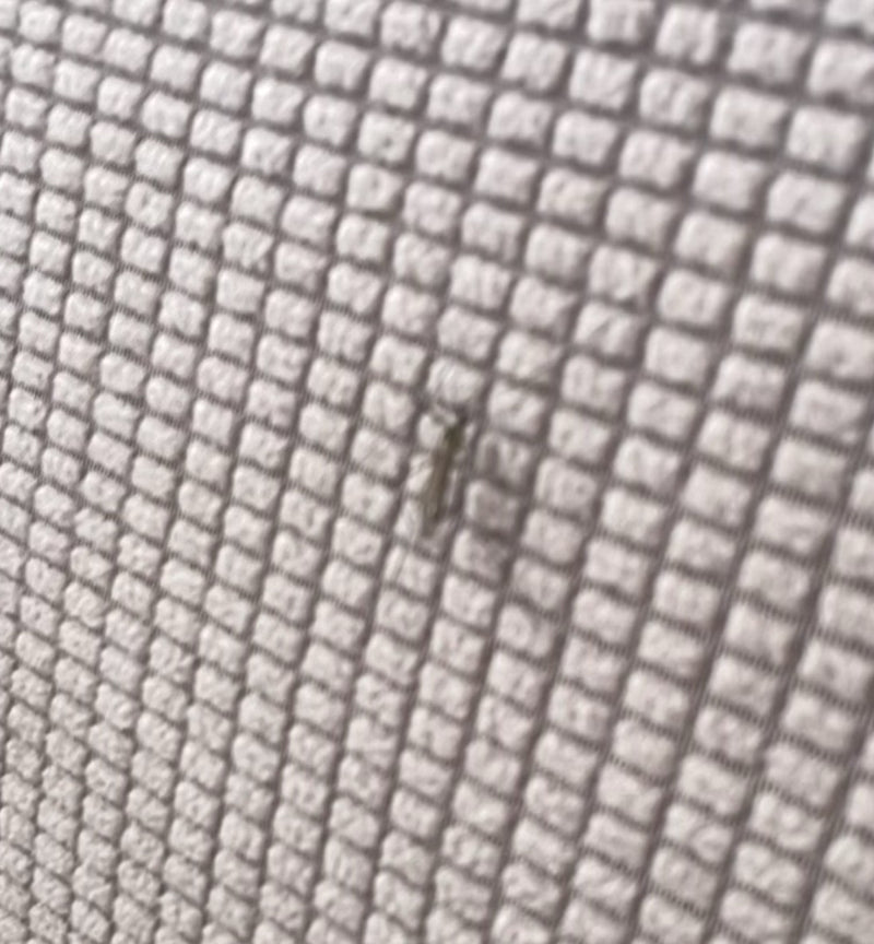 Een klein zilvervisje is te zien op een gestructureerd oppervlak. Het insect zit rustig op de achtergrond.