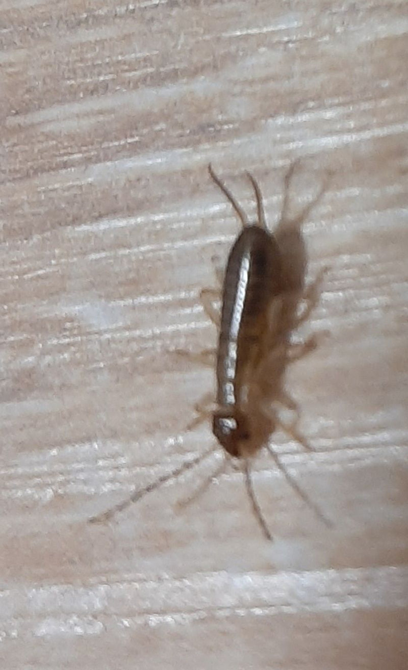 Een zilvervisje kruipt over een lichte houten oppervlak. Het langwerpige, glanzende insect is goed zichtbaar.