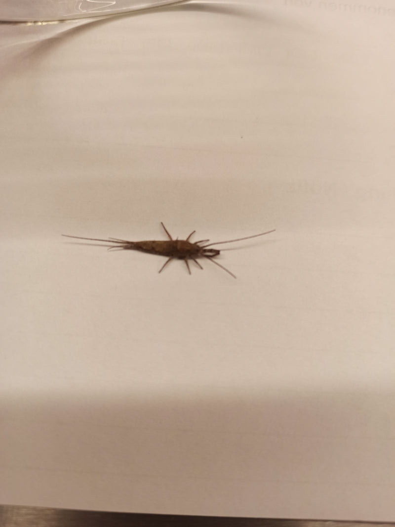 Een zilvervisje rust op een lichte, gladde ondergrond, waarschijnlijk papier. Zijn karakteristieke lichaamsvorm met lange antennes en staartaanhangsels is du...