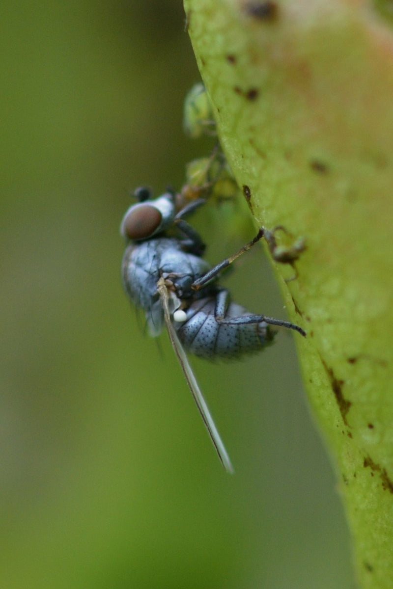 Zilvervlieg (geslacht Leucopis) — Bild 1