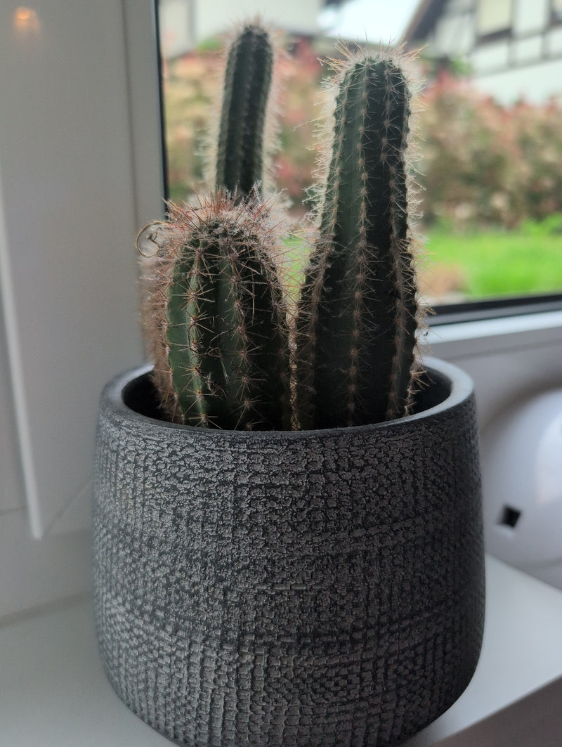 Zilveren kandelaar cactus — Bild 2