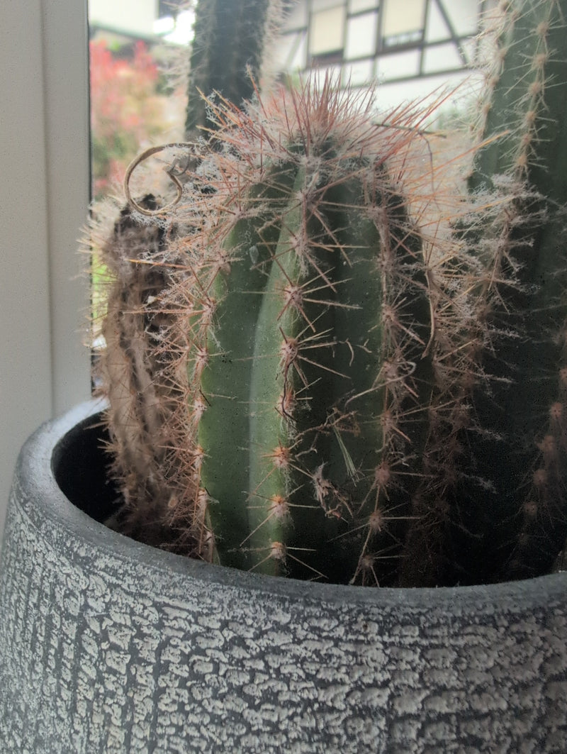 Zilveren kandelaar cactus — Bild 1