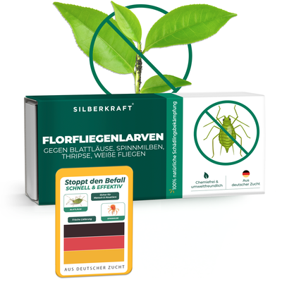Silberkraft Florfliegenlarven gegen Blattläuse – 1 Packung mit Pflanze und Info-Karte | Biologische Schädlingsbekämpfung
