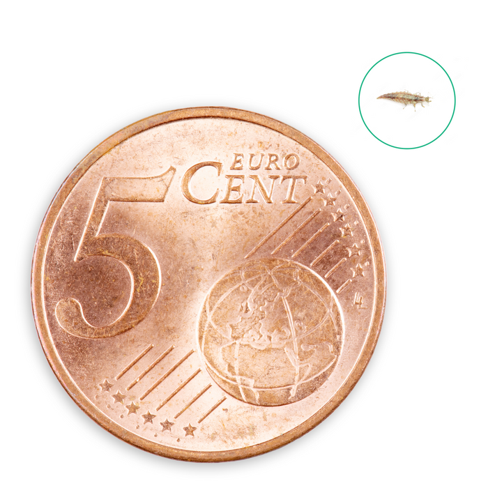 Florfliegenlarven gegen Blattläuse, Spinnmilben, Thripse, weiße Fliegen - Silberkraft