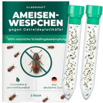 Ameisenwespchen - Cephalonomia tarsalis (CephiTop®) - Silberkraft