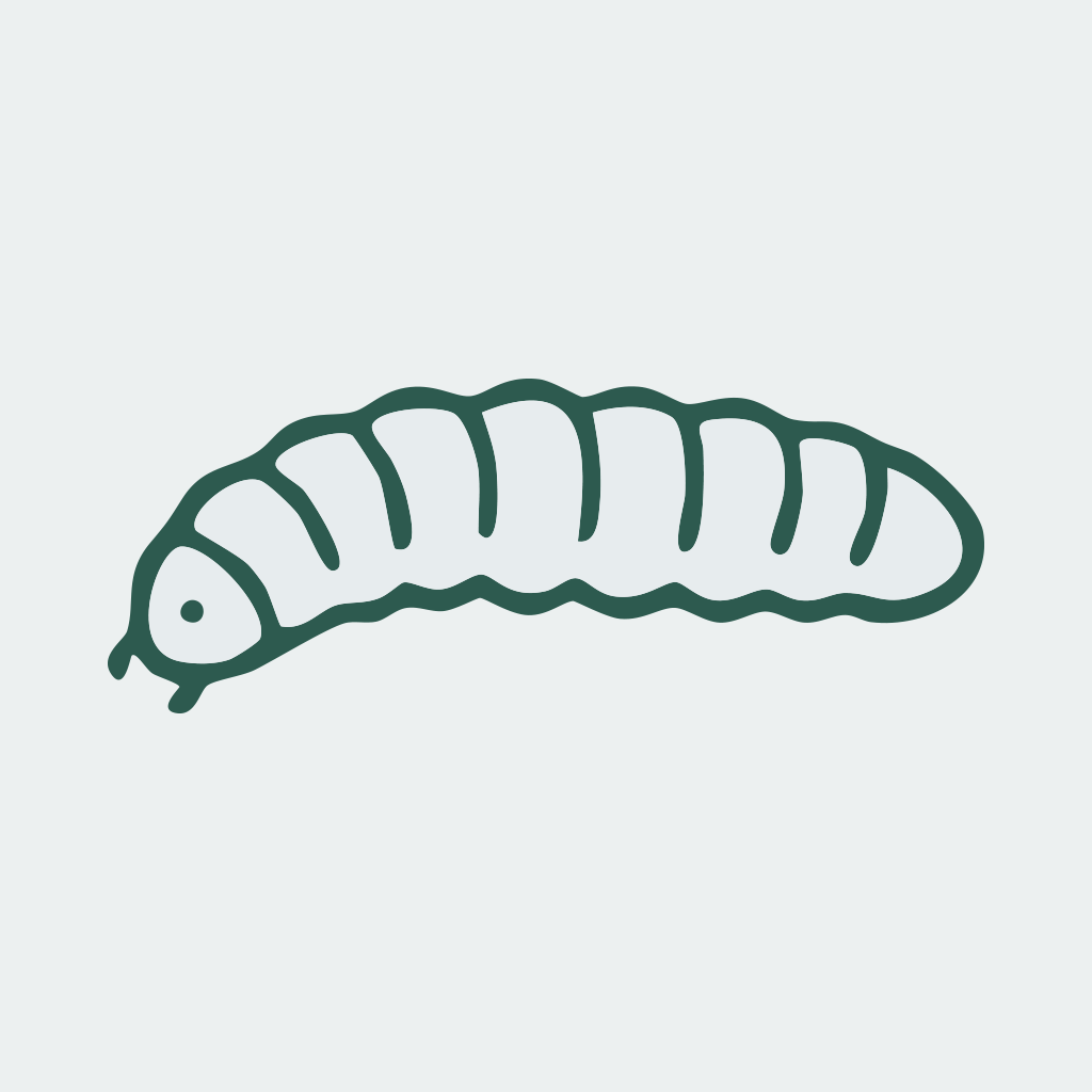 houtworm