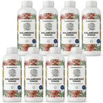Kalanchoe-Dünger - Silberkraft