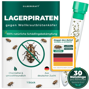 Silberkraft Lagerpiraten gegen Wollkrautblütenkäfer – natürliche Nützlinge zur Bekämpfung von Wollkrautblütenkäfern im Haushalt, chemiefrei, aus deutscher Zucht, 30 Lagerpiraten pro Röhrchen