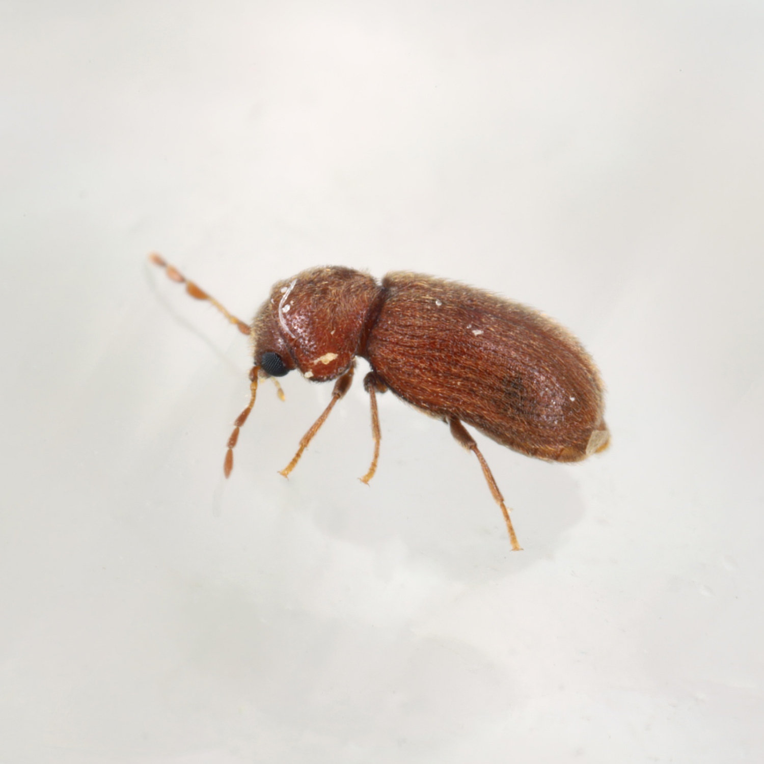 Pheromonfalle Brotkäfer - Silberkraft