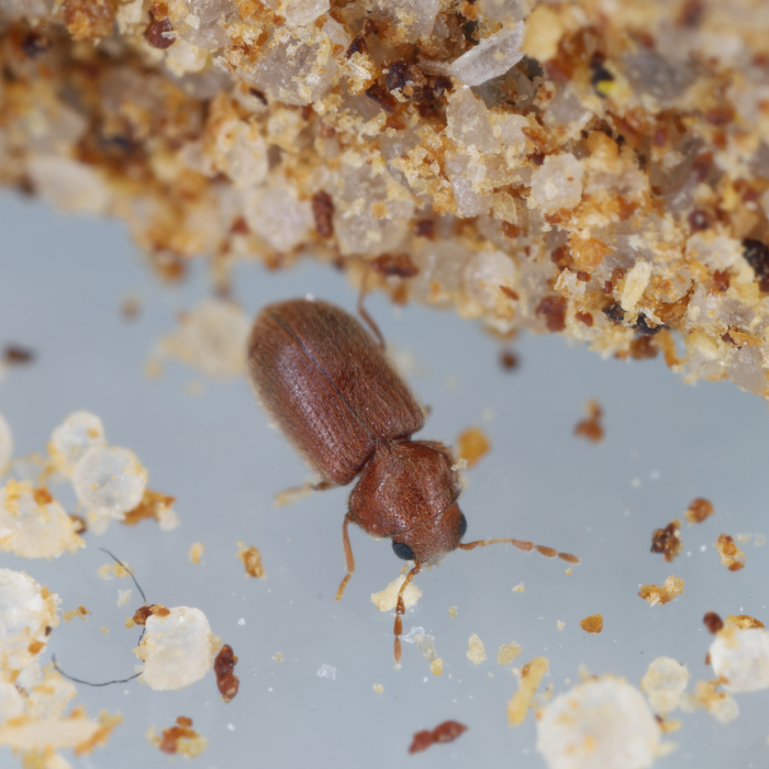 Pheromonfalle Brotkäfer - Silberkraft