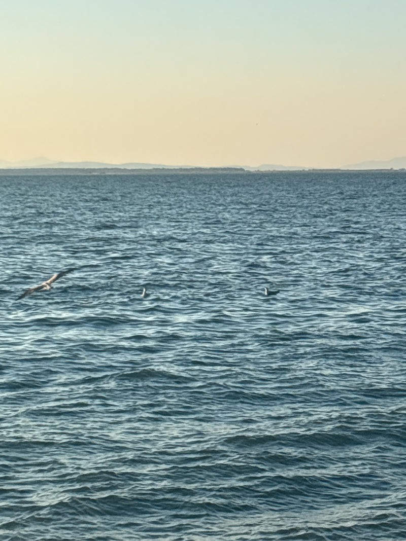 verschillende zilvermeeuwen bevinden zich op en boven het wateroppervlak van een zee of meer. Een meeuw vliegt net boven de golven terwijl andere op het wate...