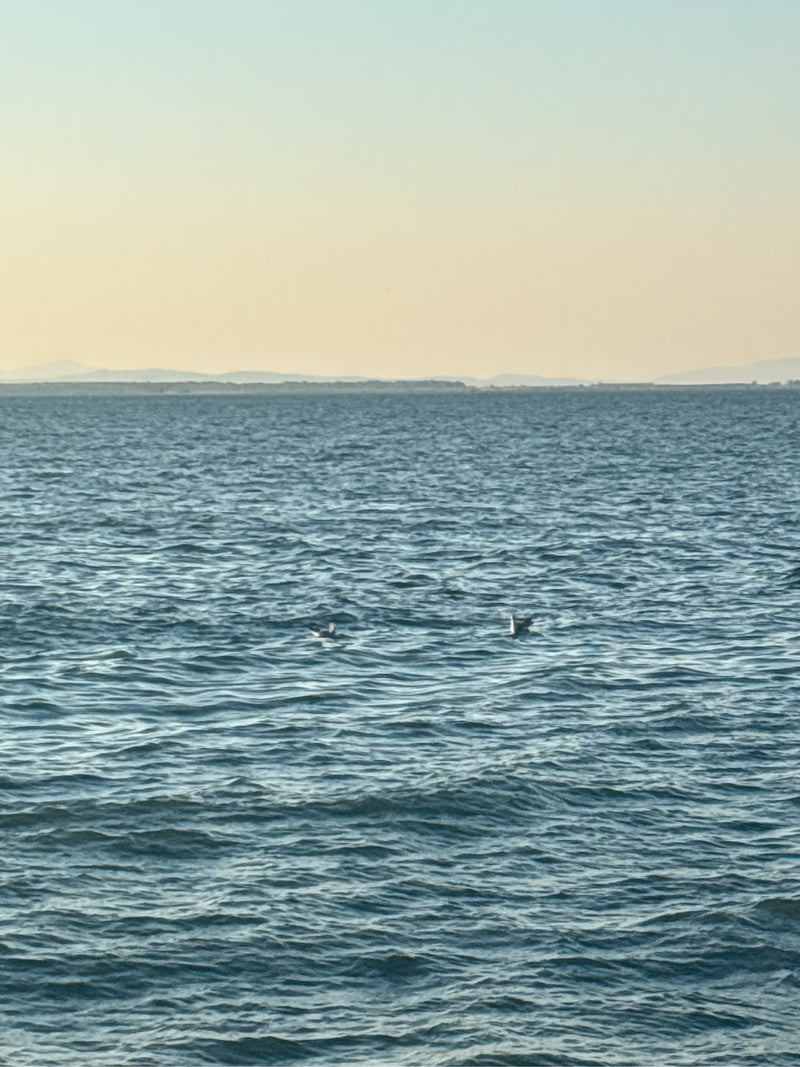Twee kleine vogels zwemmen op open water voor een ver horizon. Het onderwerp is erg ver weg.