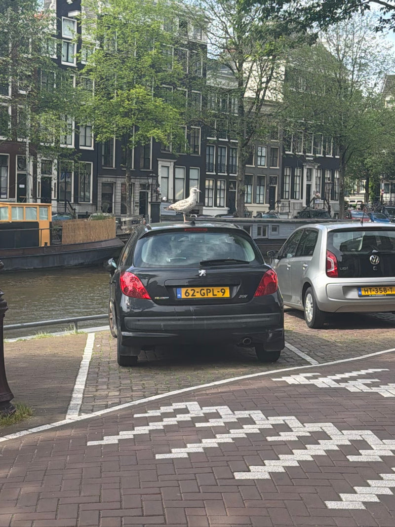 zilvermeeuw — Bild 1