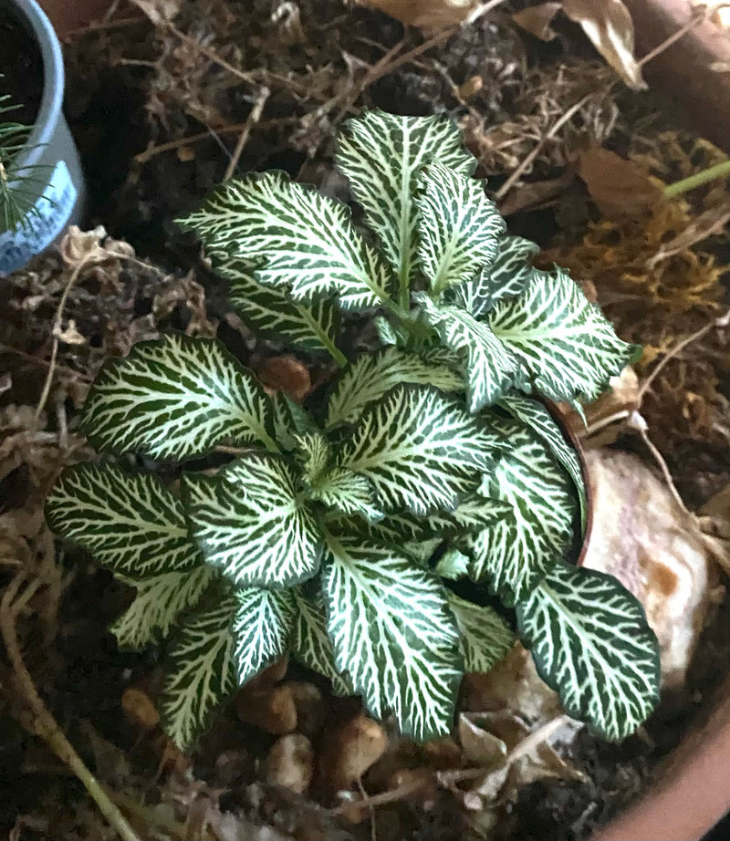 Een mozaïekplant met karakteristieke wit geaderde, donkergroene bladeren groeit in een plantenbak.