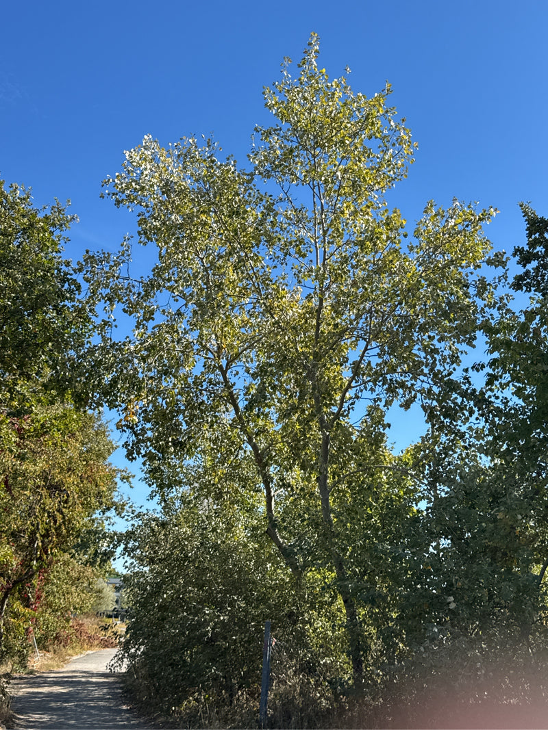 Een hoge witte abeel staat langs een zonnig pad onder een blauwe lucht.