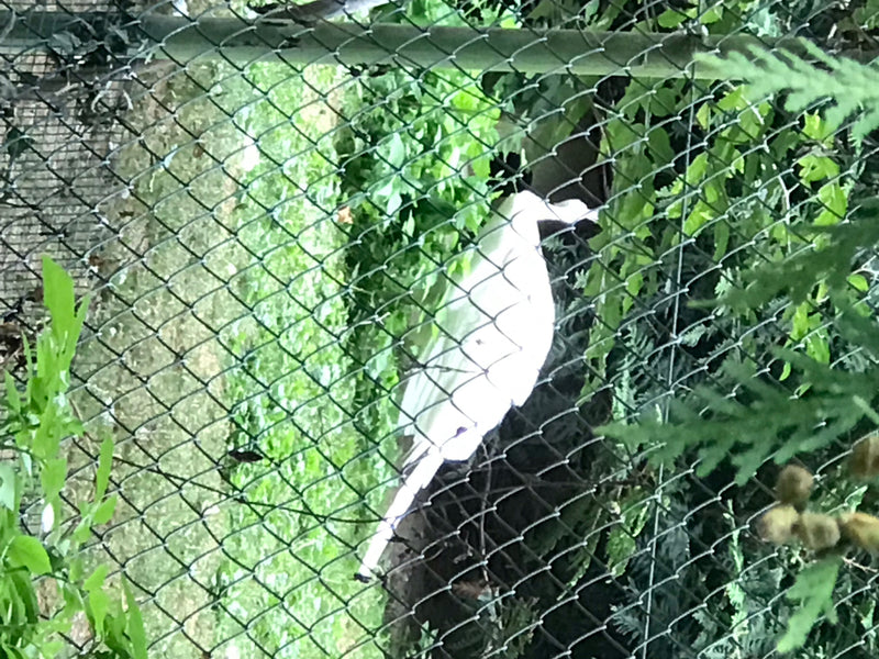 Grote zilverreiger — foto 1 van 3