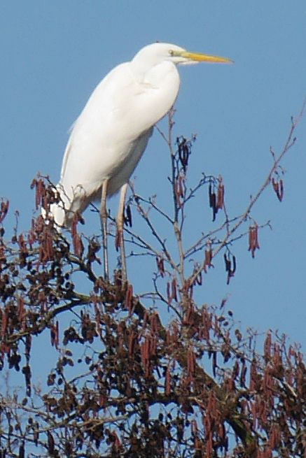 Grote zilverreiger — foto 2 van 3