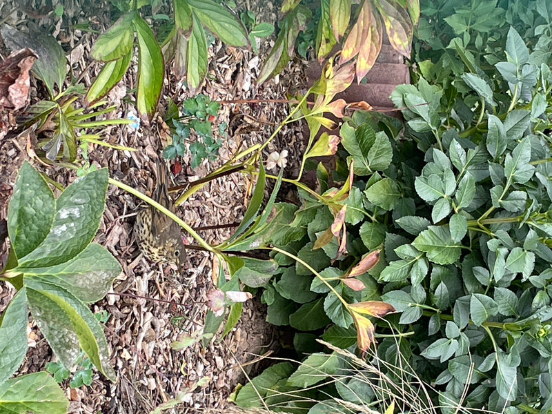 Een zanglijster zit op een met mulch bedekte grond tussen groene planten. De vogel is goed zichtbaar van bovenaf.