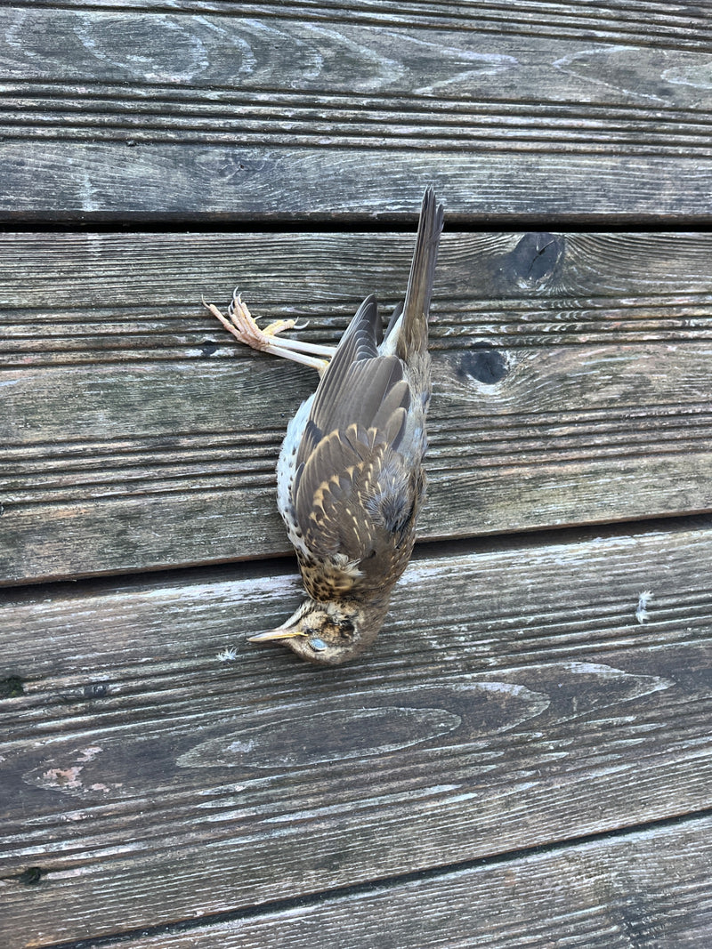 Een dode zanglijster ligt op een bruin houten oppervlakt. De vogels is goed zichtbaar en toont het typische verenkleed.