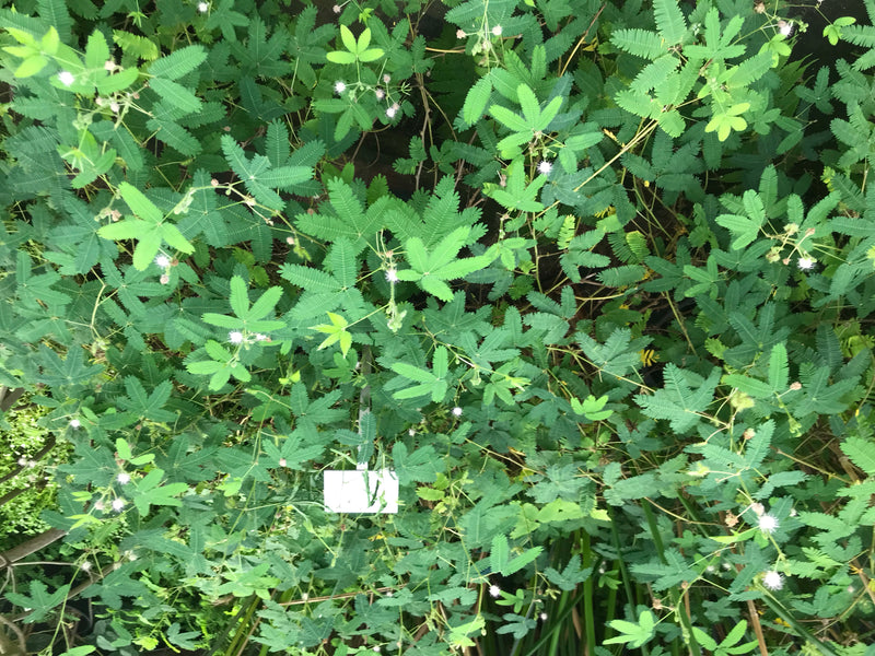 De afbeelding toont een dichte cluster van de fijn geveerde bladeren en kleine lichte bloemen van de kruidachtige mimosa. De plant groeit in een weelderige o...