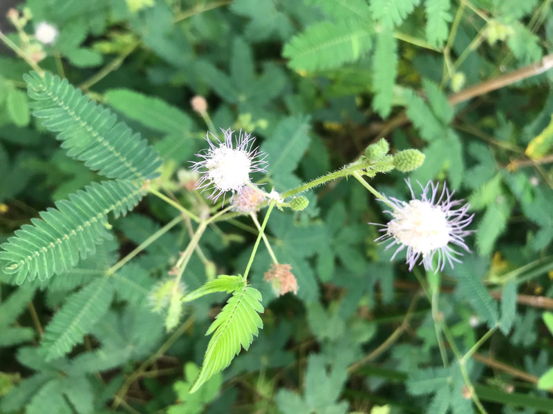 Te zien zijn de kenmerkende geveerde bladeren en lichte bloemen van de kruitjesachtige bij daglicht. De plant groeit in een natuurlijke omgeving.