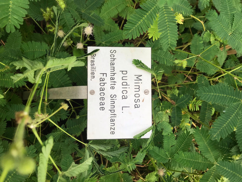 De afbeelding toont de kruidachtige mimosa (Mimosa pudica) met zijn kenmerkende samengestelde bladeren en kleine bloemen in een tuinbed. Een naambordje met d...