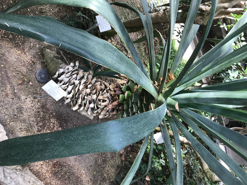 Sisalagave — foto 2 van 2