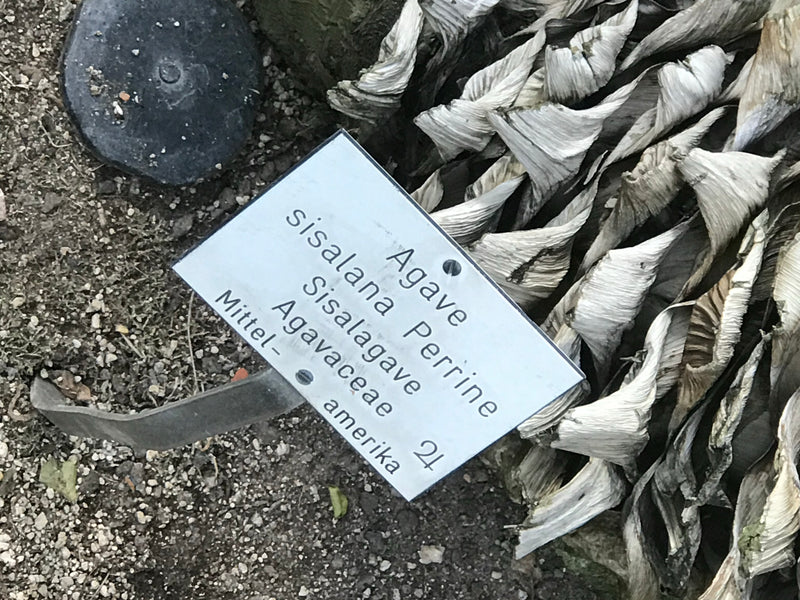 Sisalagave — foto 1 van 2