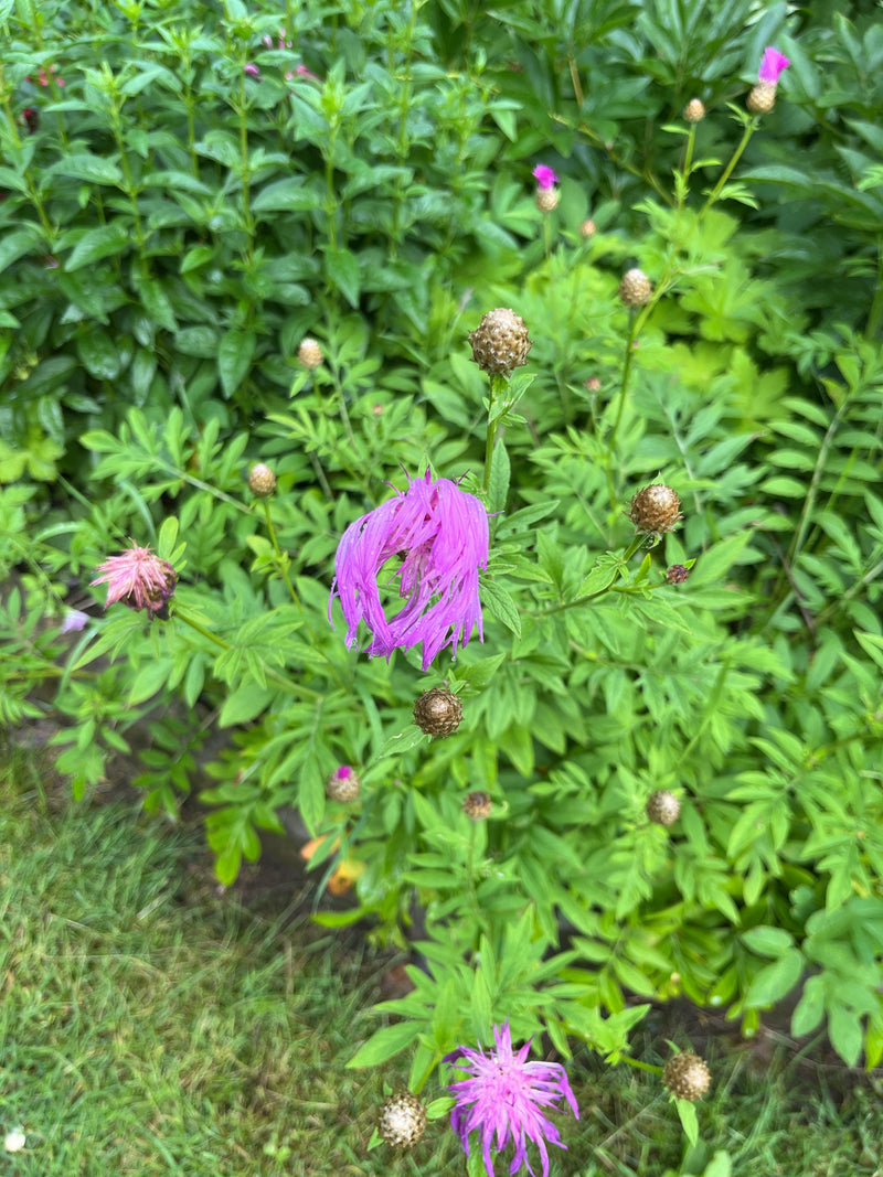 De afbeelding toont een groot katskop met verschillende paarse bloemen en bruine knoppen. De plant staat te midden van groen loof in een weiland.